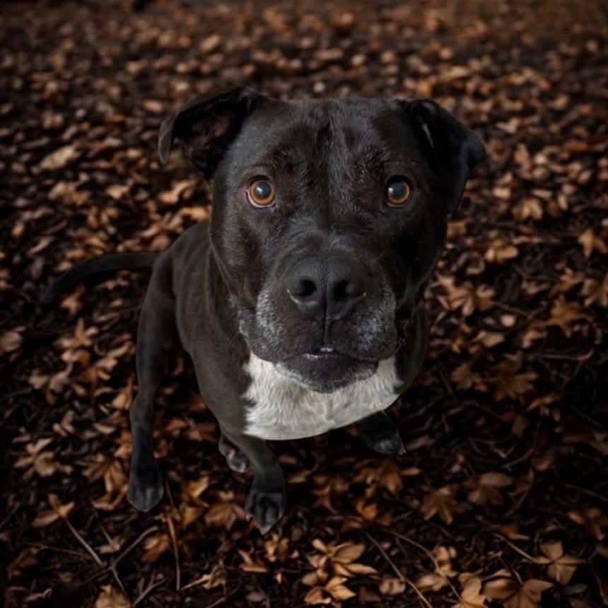 Enlarge Scott, a Adoptable mixed breed in Harrodsburg, KY image 4/6