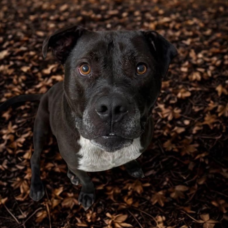 Scott, a Adoptable mixed breed in Harrodsburg, KY image 4/6