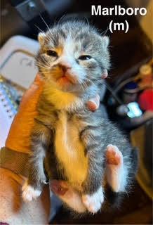 Marlboro, Adopted, Kitten Male Tabby & Tuxedo.