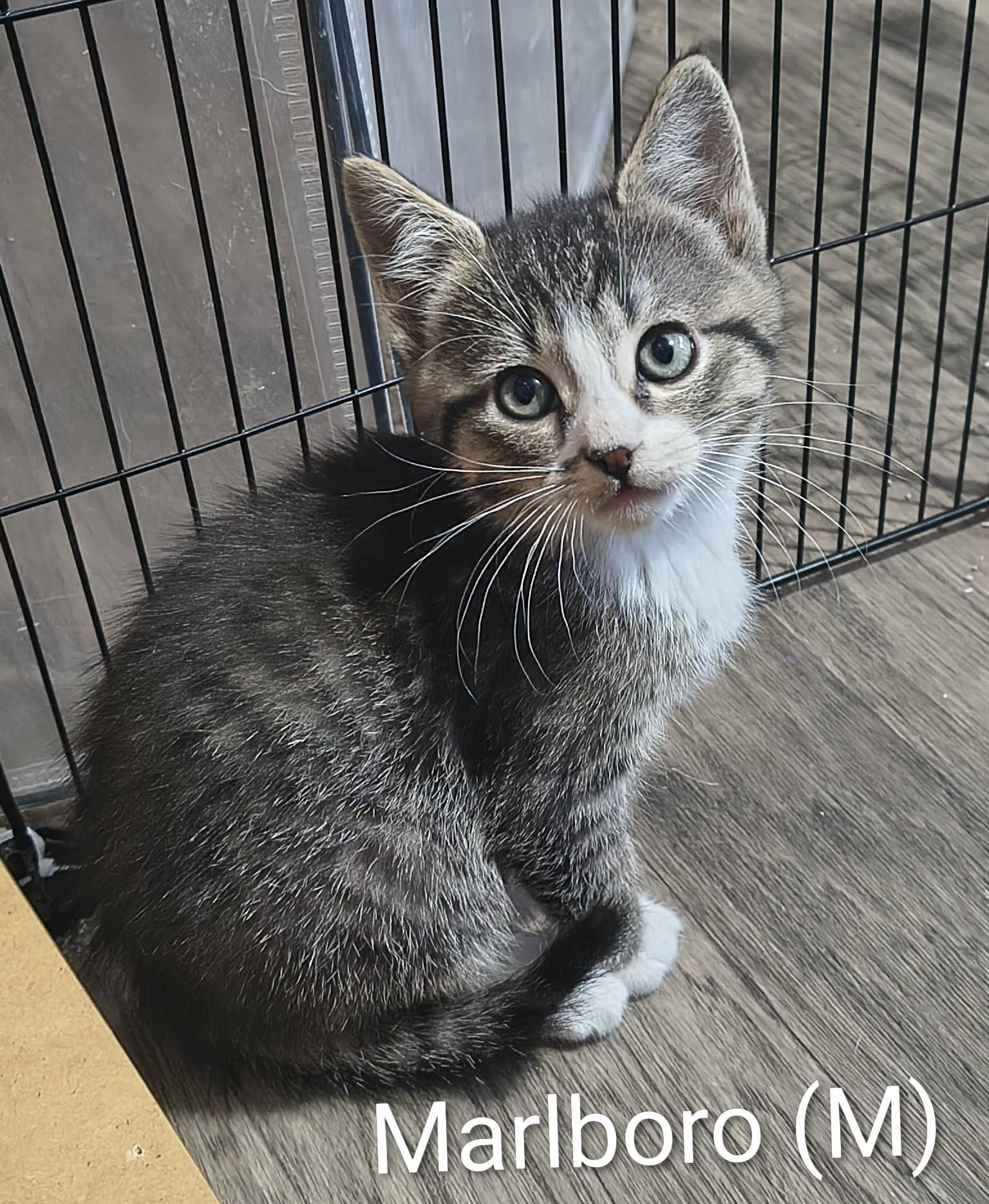 Enlarge Marlboro, a Adopted mixed breed in Saugerties, NY image 2/2