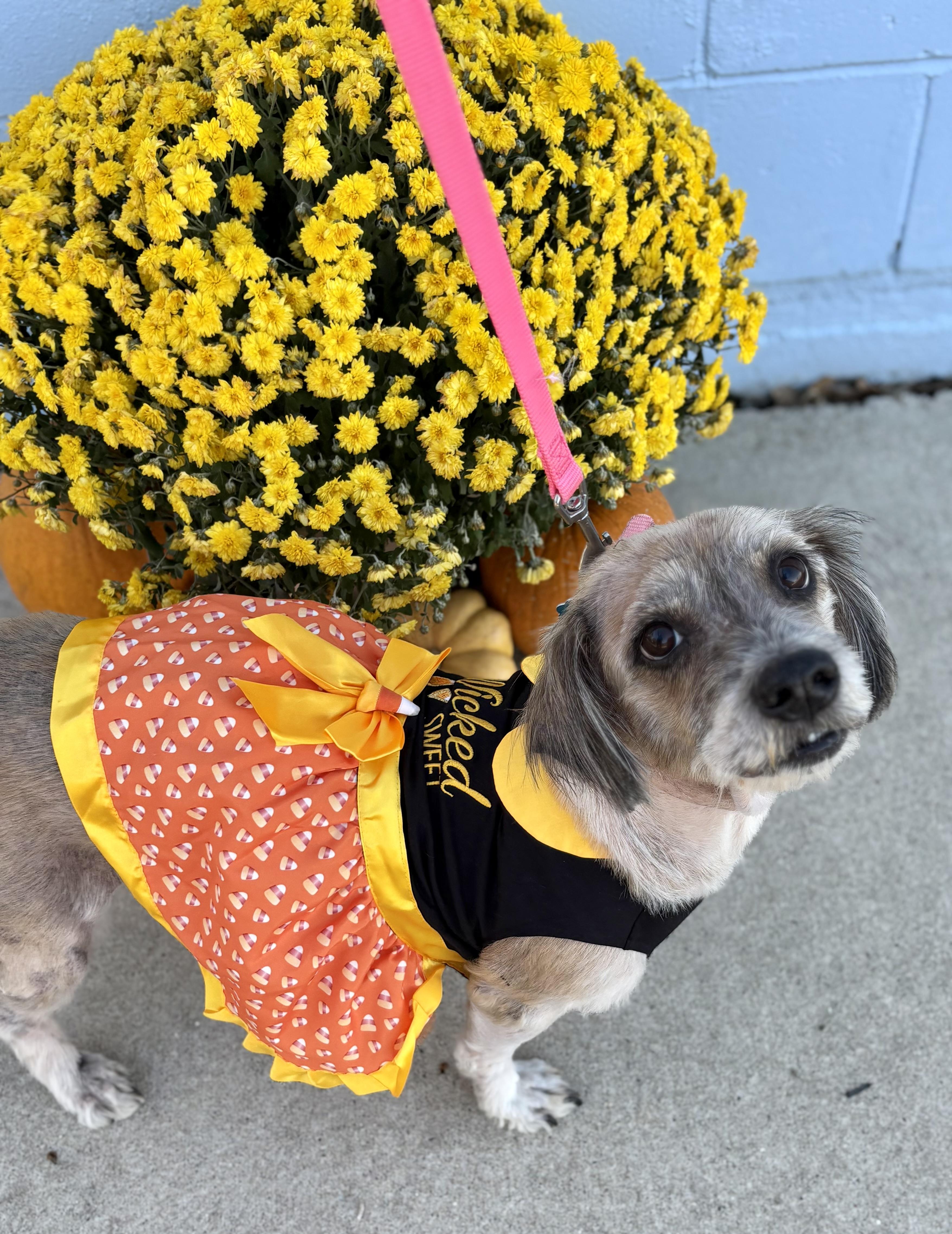 Lila, a Adopted mixed breed in Charles City, IA image 4/5