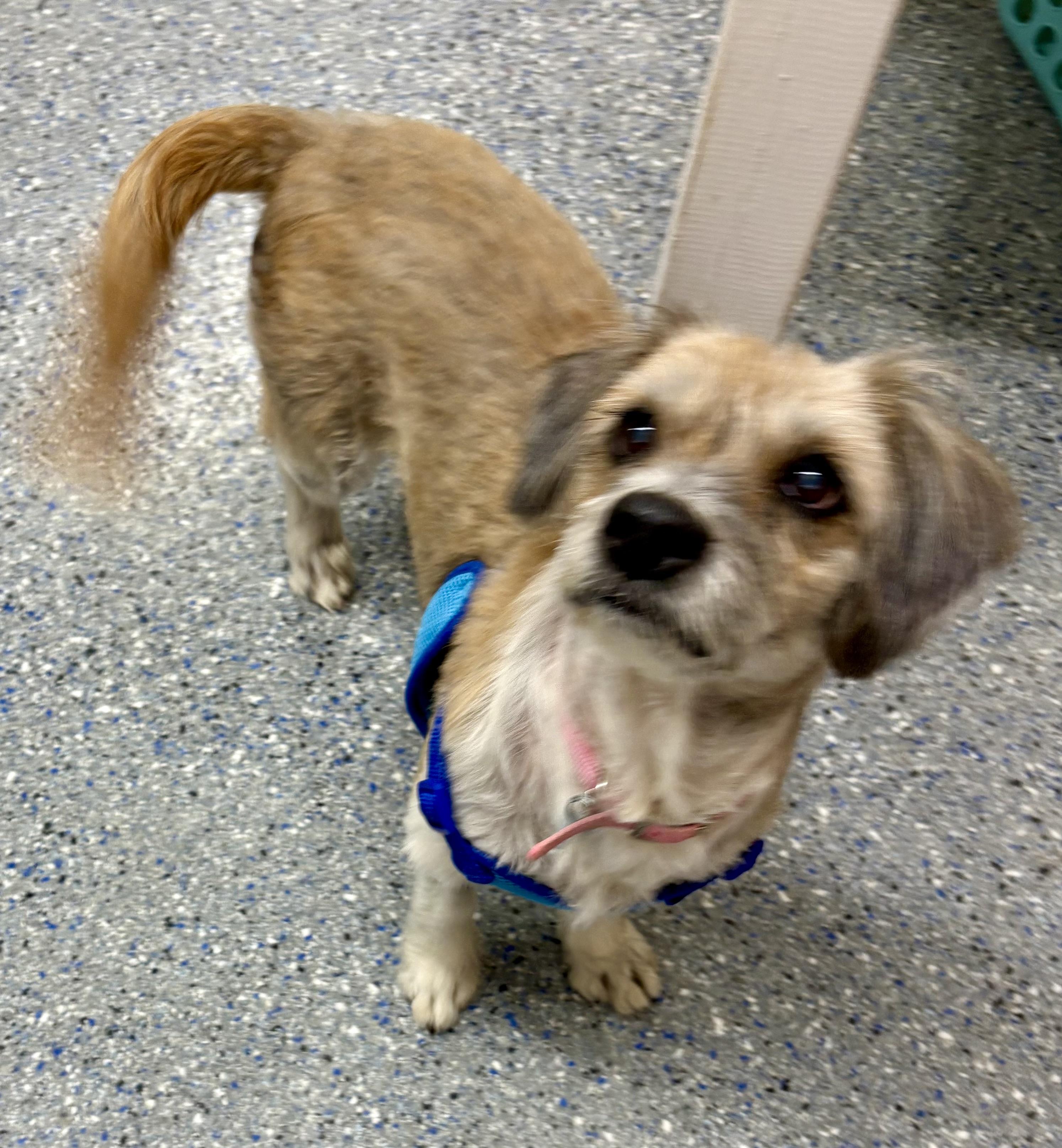 Lila, a Adopted mixed breed in Charles City, IA image 3/5