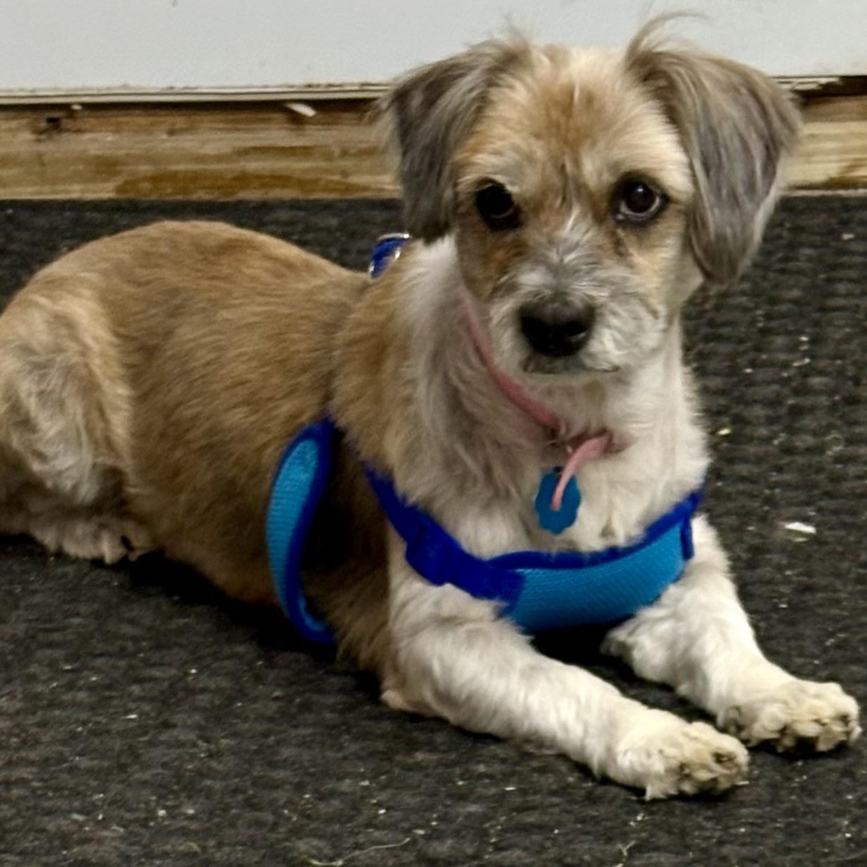 Lila, a Adopted mixed breed in Charles City, IA image 1/5