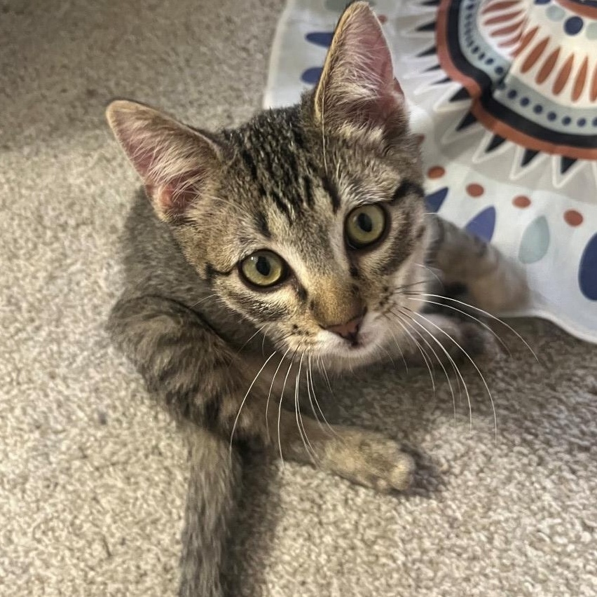 Enlarge Arlo James, a Adoptable mixed breed in Denver, CO image 3/6