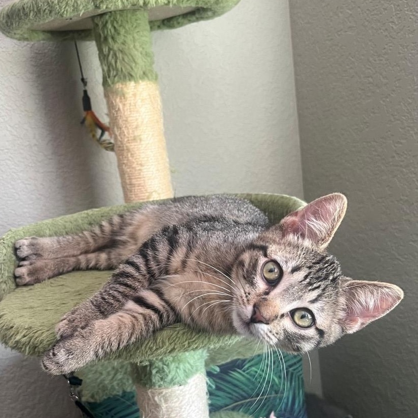 Enlarge Arlo James, a Adoptable mixed breed in Denver, CO image 4/6