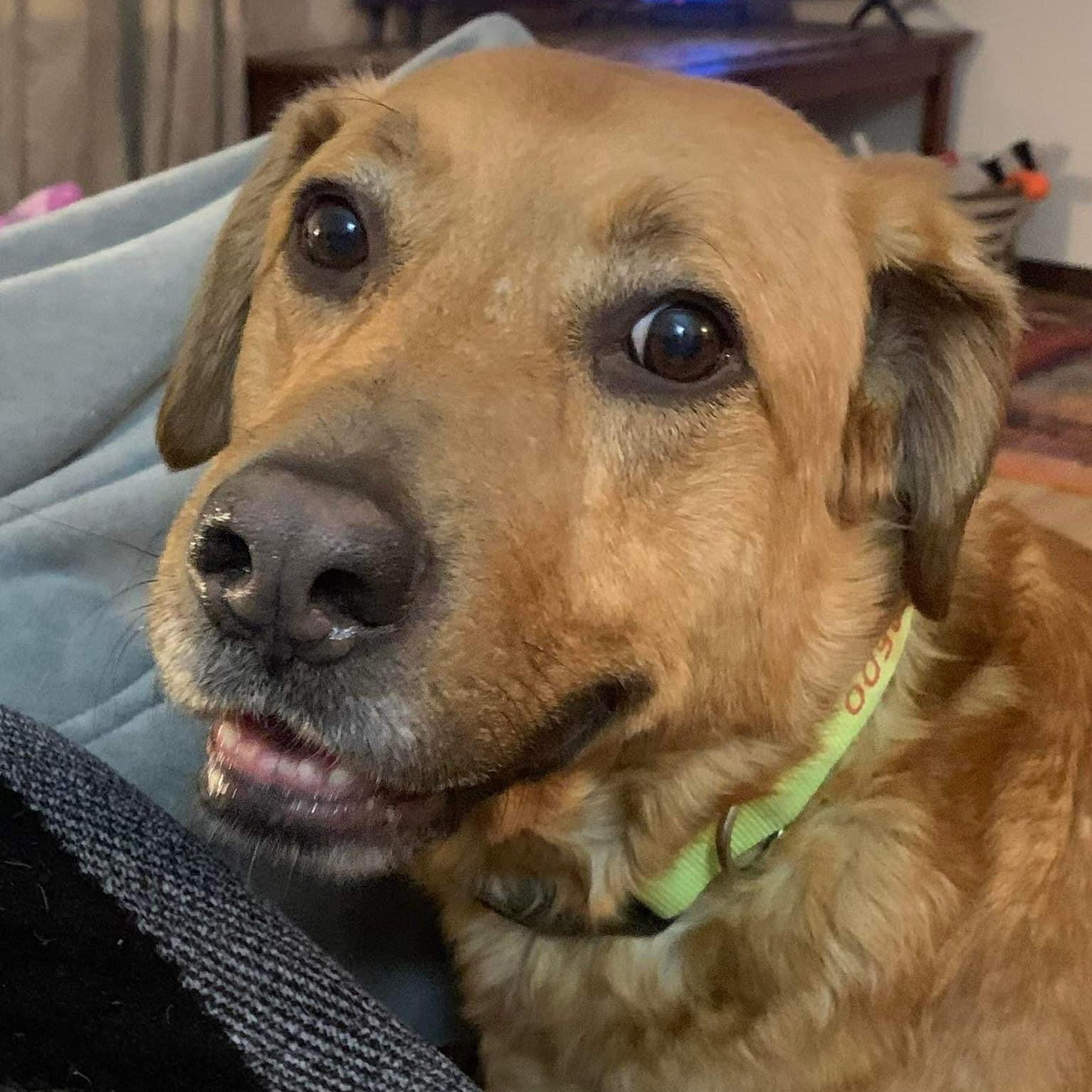 Rusty, a Adoptable mixed breed in Godfrey, IL image 3/5