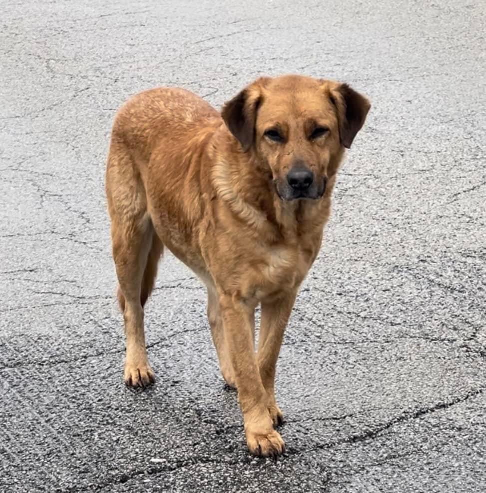 Rusty, a Adoptable mixed breed in Godfrey, IL image 4/5