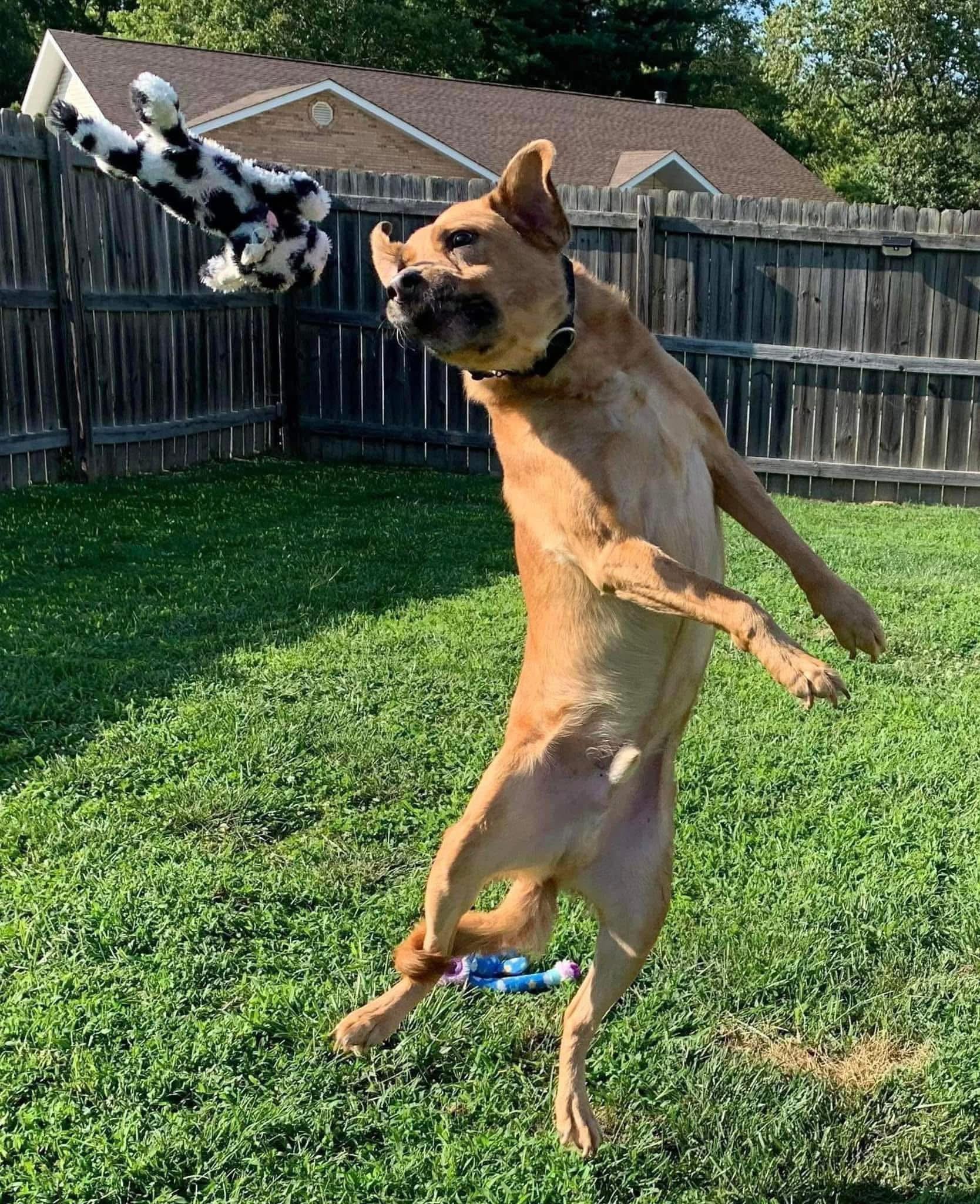 Rusty, a Adoptable mixed breed in Godfrey, IL image 1/5
