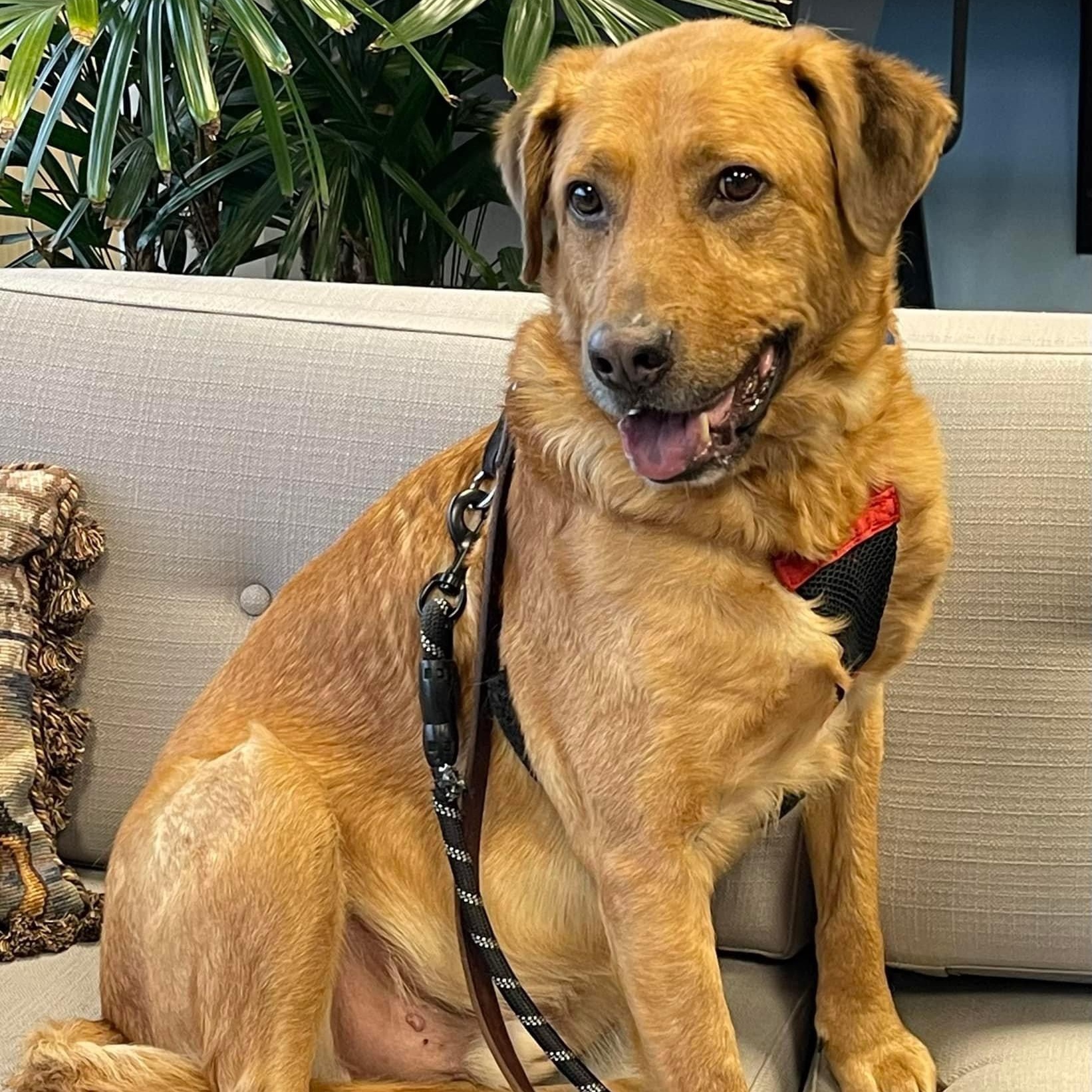 Rusty, Adoptable, Adult Male Golden Retriever & Labrador Retriever.