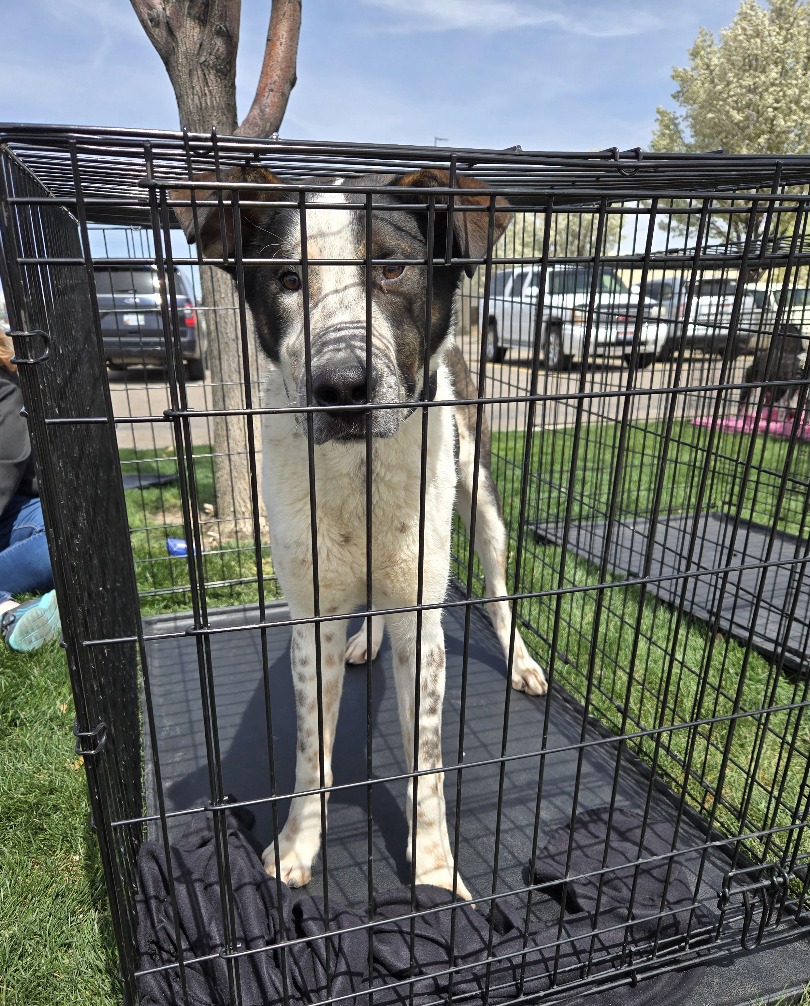 Huey, an adoptable Bluetick Coonhound, Australian Cattle Dog / Blue Heeler in Pocatello, ID, 83201 | Photo Image 4
