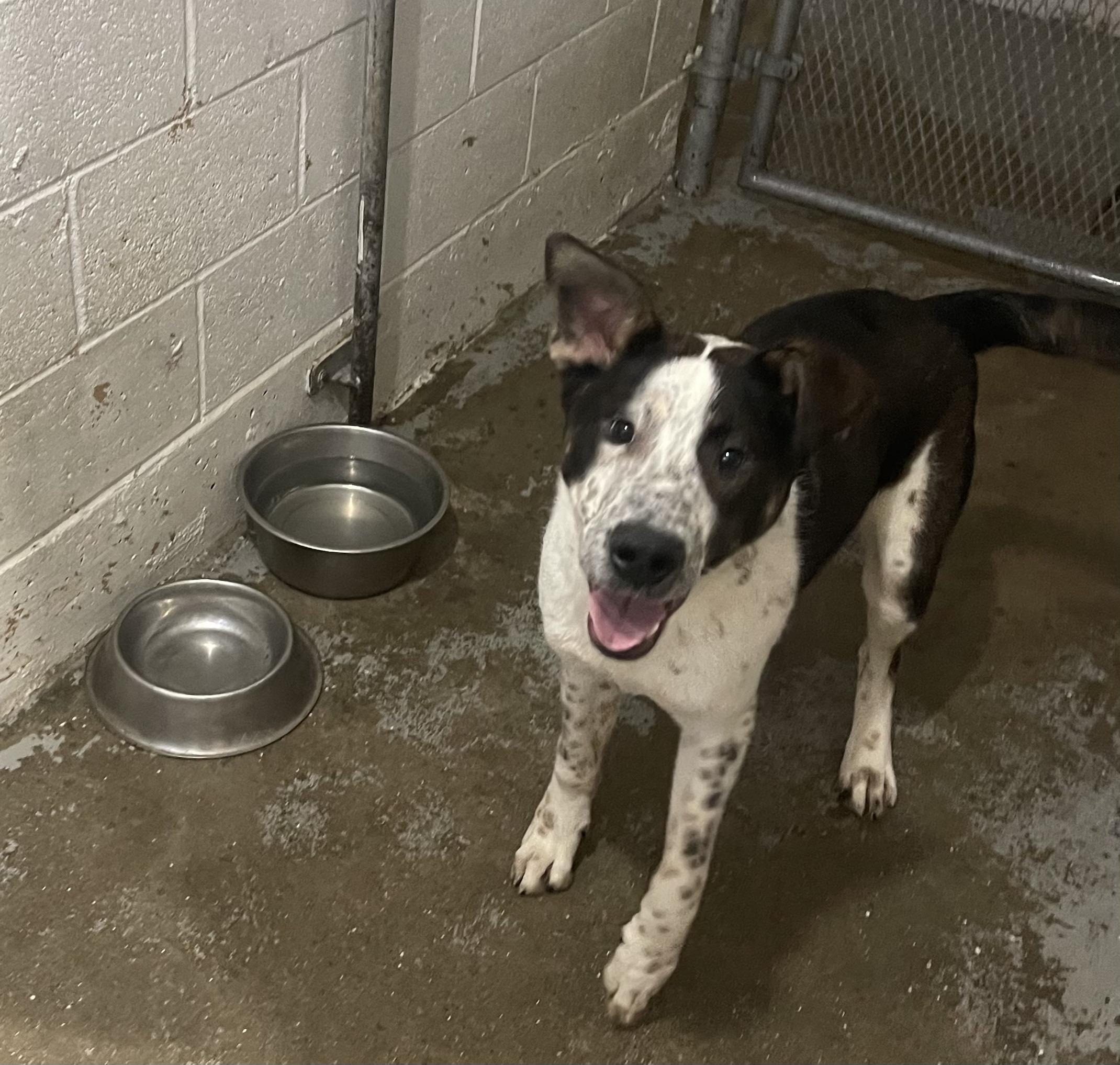 Huey, an adoptable Bluetick Coonhound, Australian Cattle Dog / Blue Heeler in Pocatello, ID, 83201 | Photo Image 5