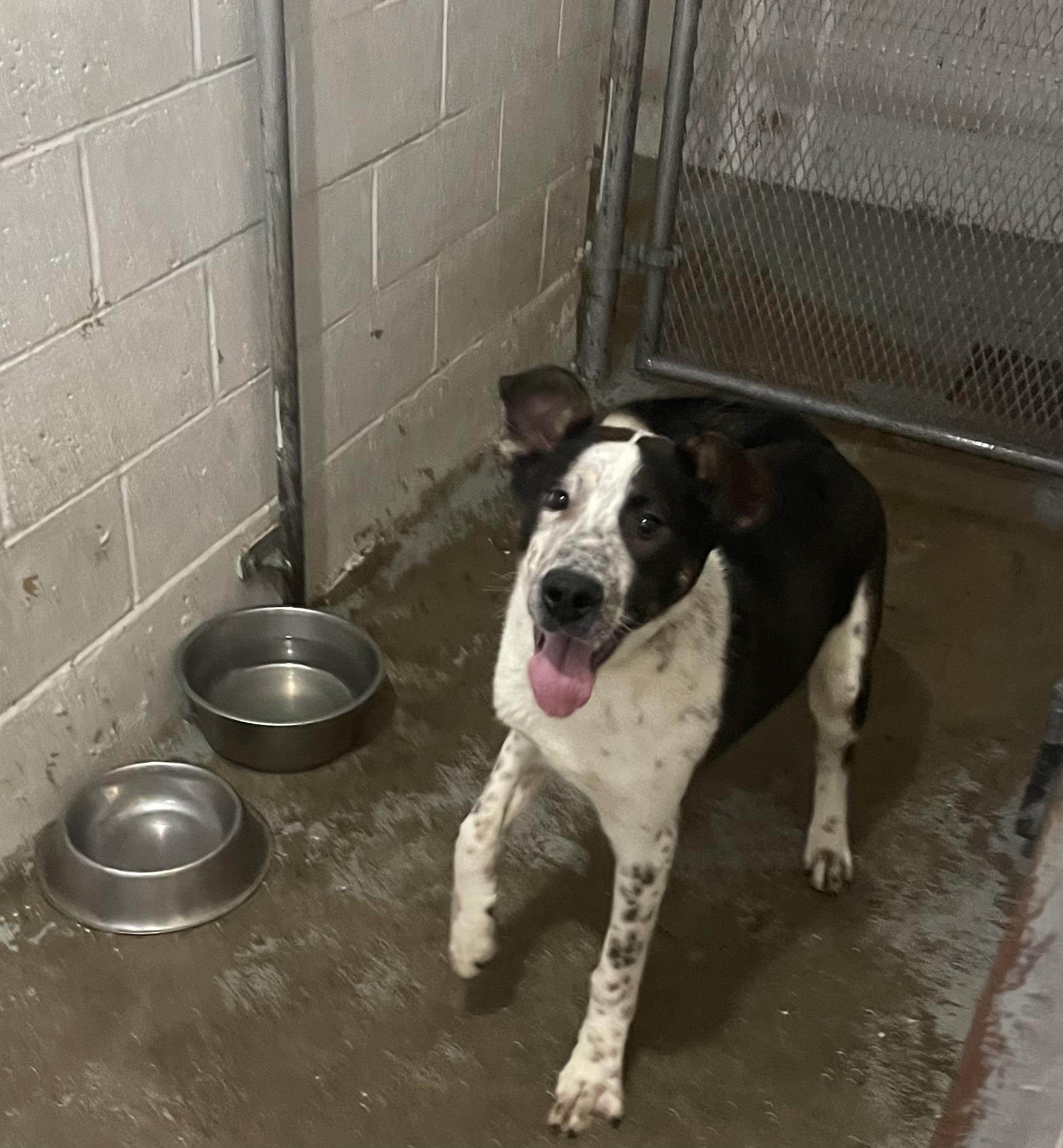 Huey, an adoptable Bluetick Coonhound, Australian Cattle Dog / Blue Heeler in Pocatello, ID, 83201 | Photo Image 6