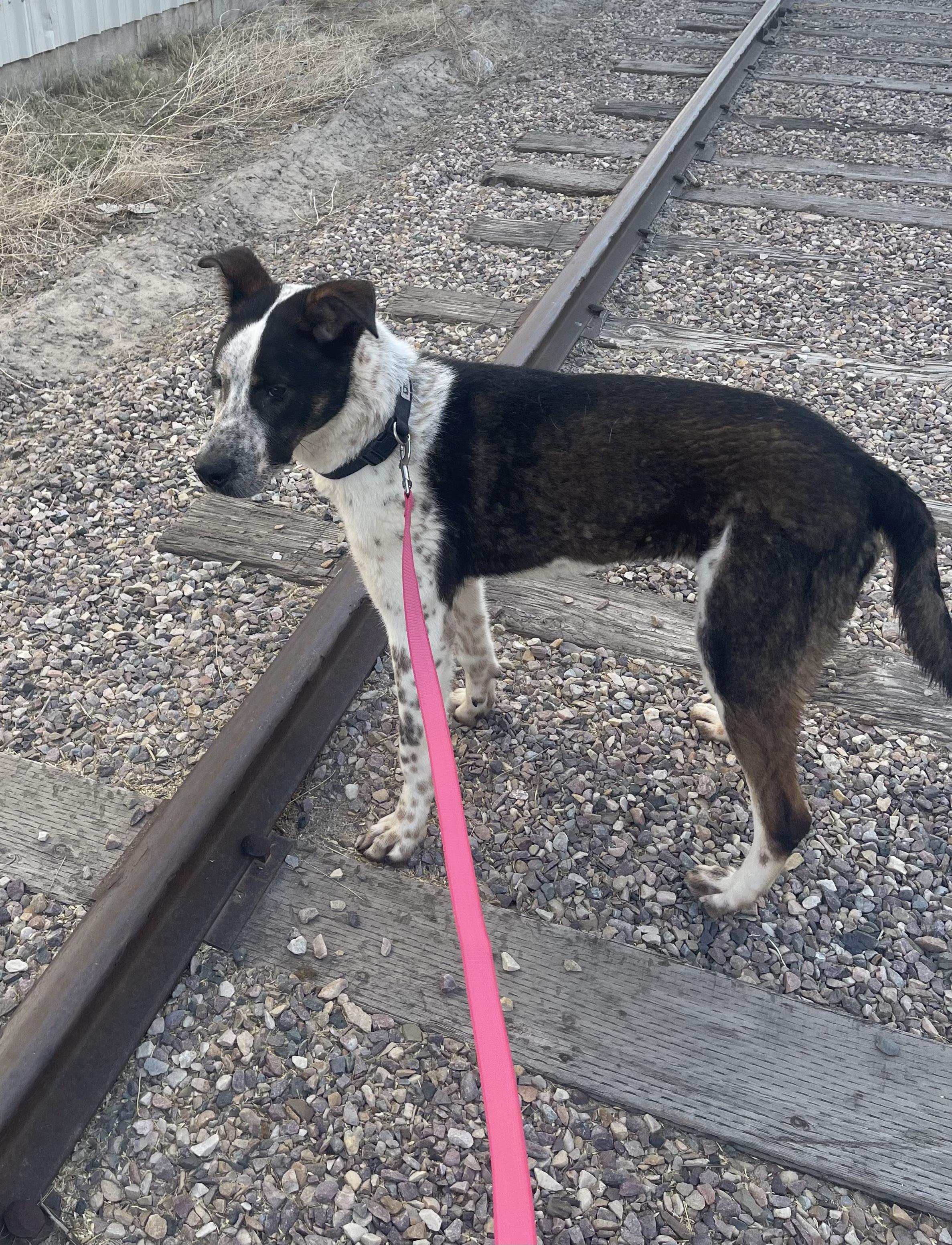 Huey, an adoptable Bluetick Coonhound, Australian Cattle Dog / Blue Heeler in Pocatello, ID, 83201 | Photo Image 2