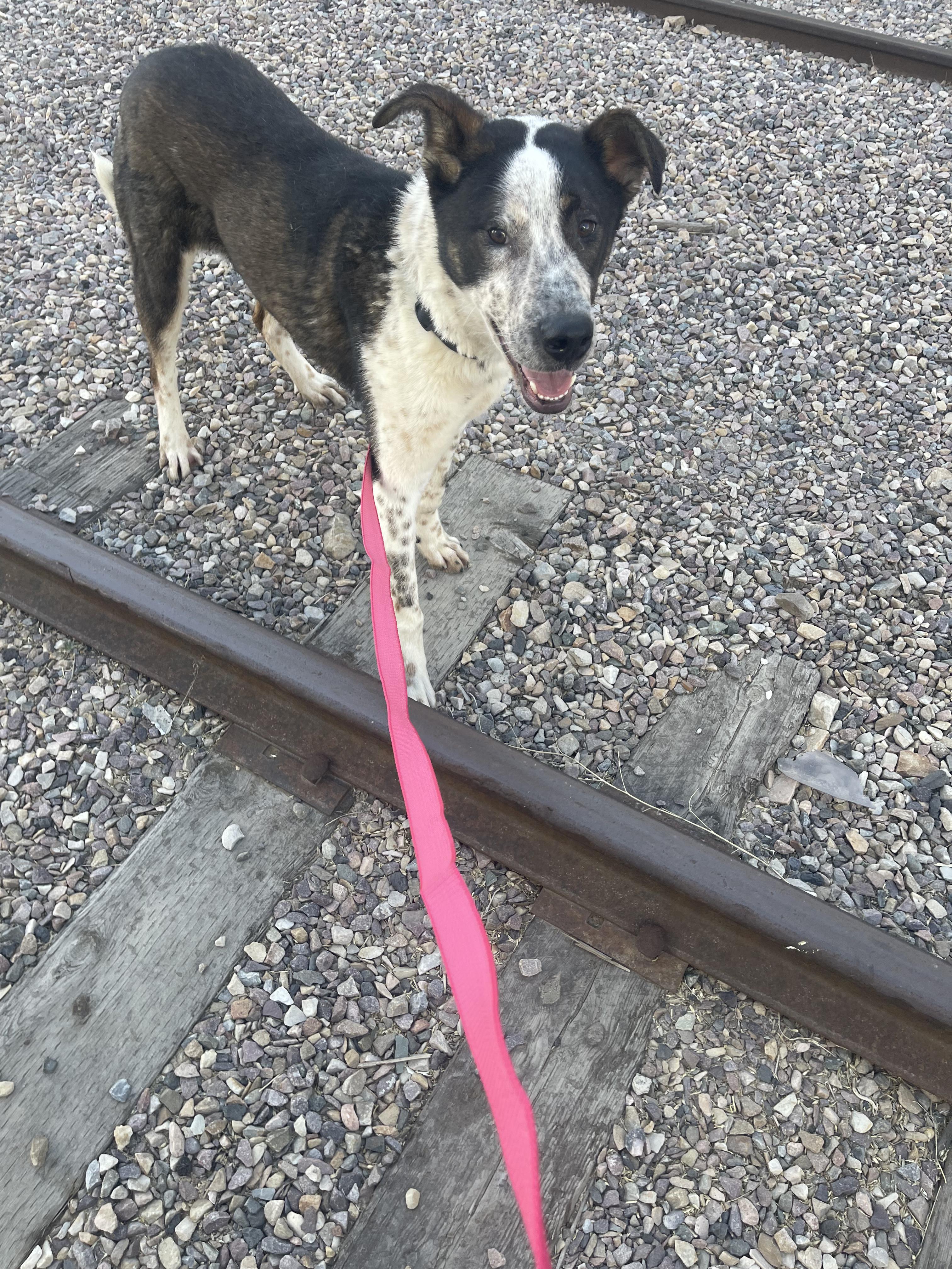 Huey, an adoptable Bluetick Coonhound, Australian Cattle Dog / Blue Heeler in Pocatello, ID, 83201 | Photo Image 3