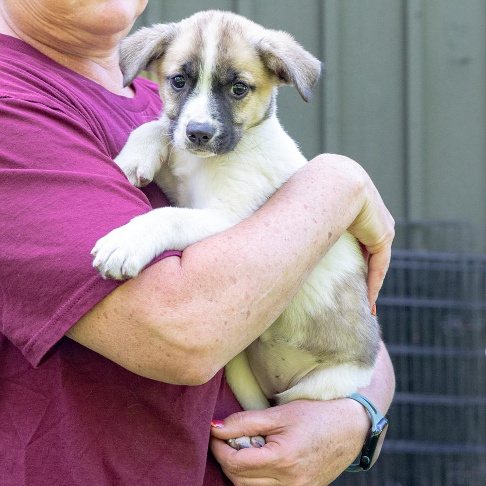 Enlarge Twister (Female)   Avail 5/23, an adopted mixed breed in West Grove, PA image 6/6