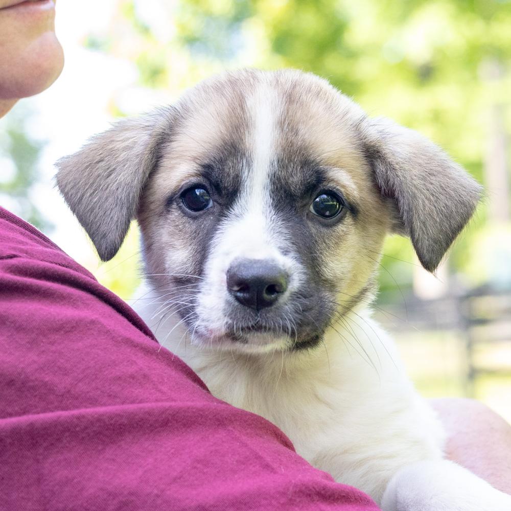 Enlarge Twister (Female)   Avail 5/23, an adopted mixed breed in West Grove, PA image 3/6