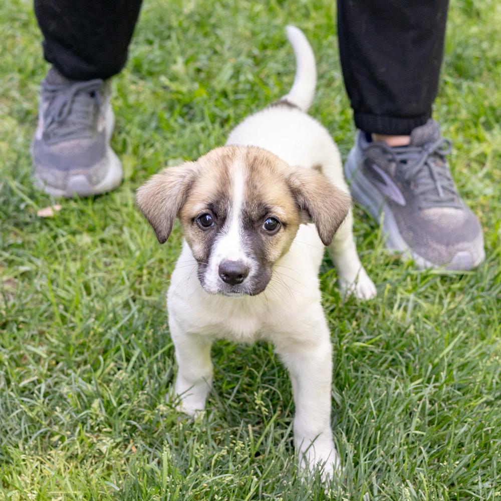 Enlarge Twister (Female)   Avail 5/23, an adopted mixed breed in West Grove, PA image 5/6