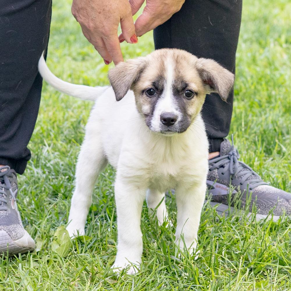 Enlarge Twister (Female)   Avail 5/23, an adopted mixed breed in West Grove, PA image 2/6