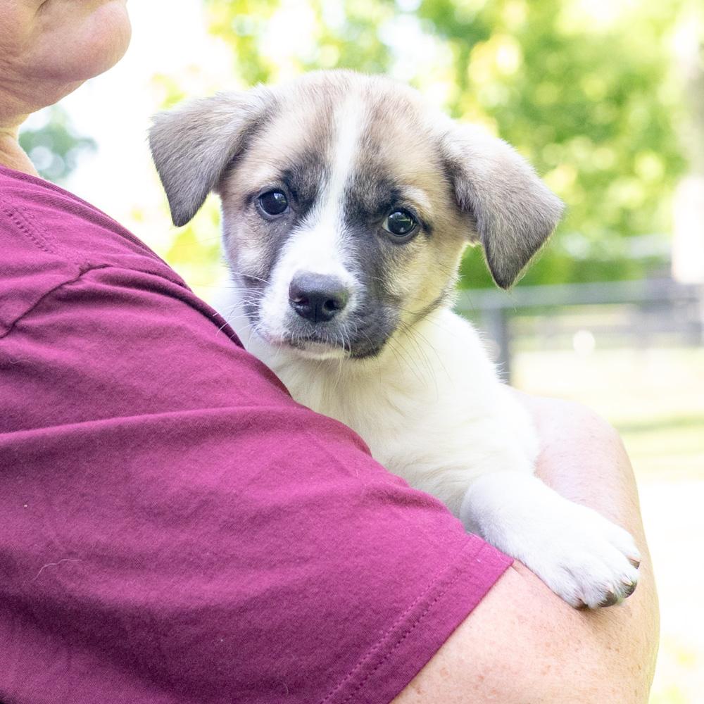 Twister (Female) Avail 5/23, adopted, Puppy Female Saint Bernard & Beagle.