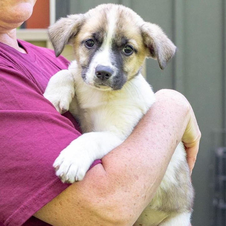Enlarge Twister (Female)   Avail 5/23, an adopted mixed breed in West Grove, PA image 4/6