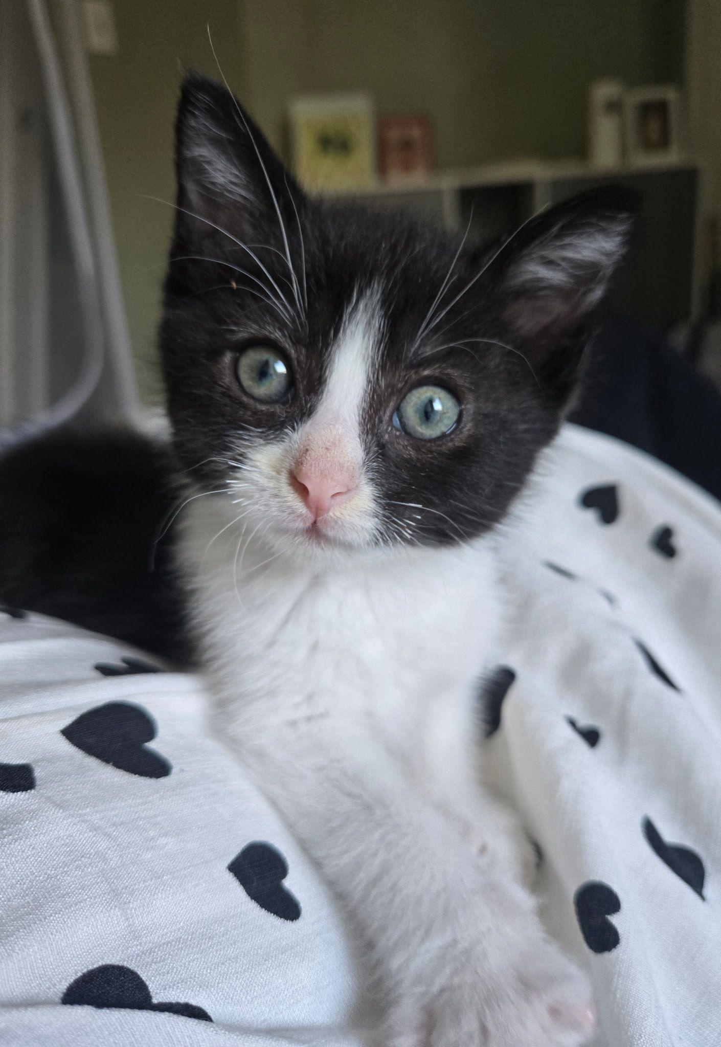 Quest, a Adoptable Domestic Short Hair in Seal Beach, CA image 1/3