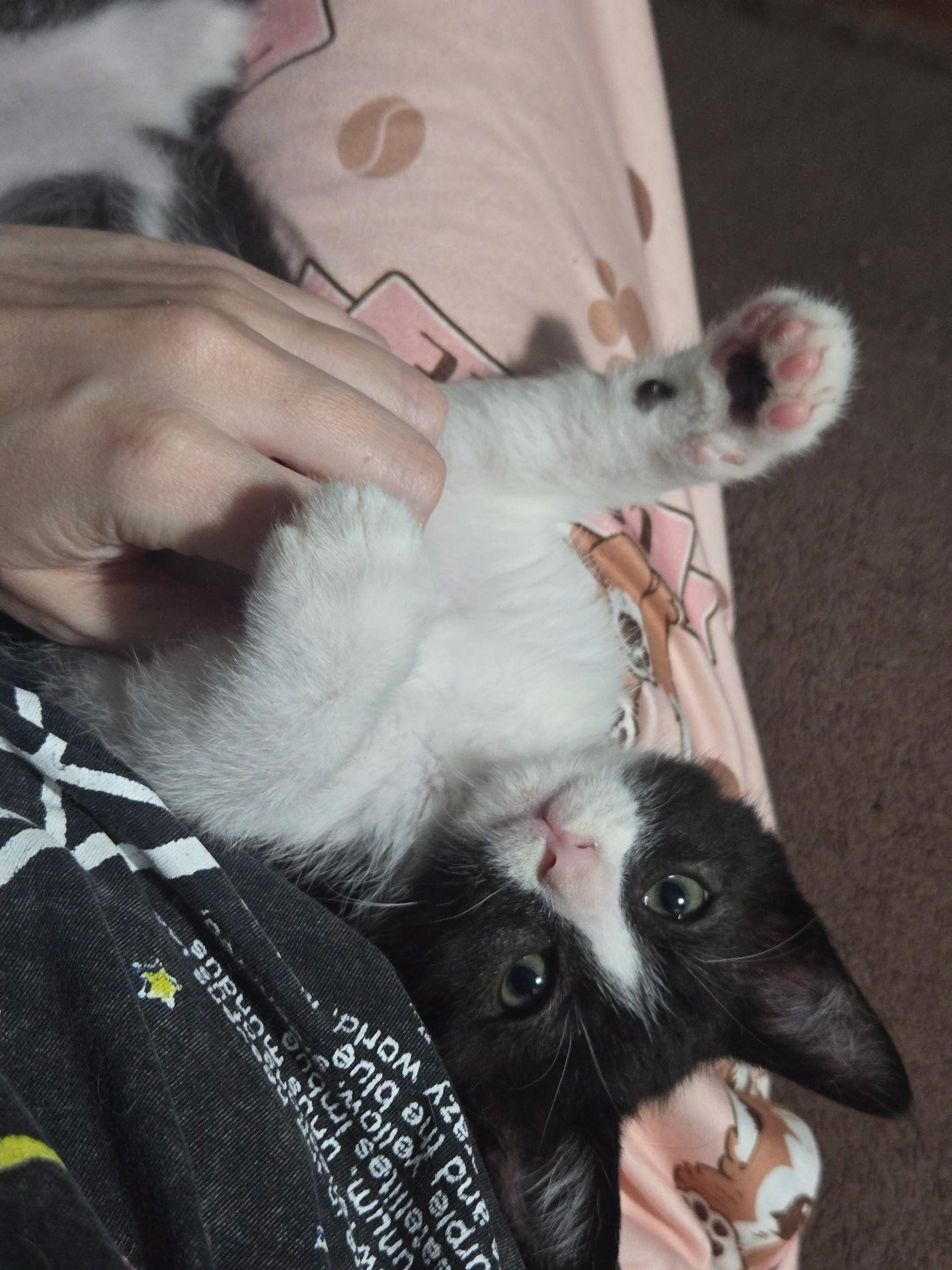 Quest, a Adoptable Domestic Short Hair in Seal Beach, CA image 2/3