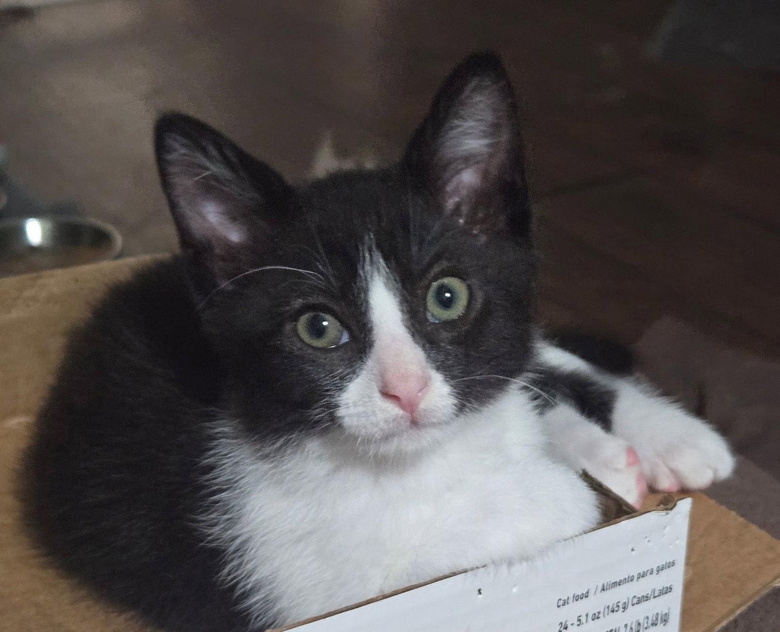 Quest, a Adoptable Domestic Short Hair in Seal Beach, CA image 3/3