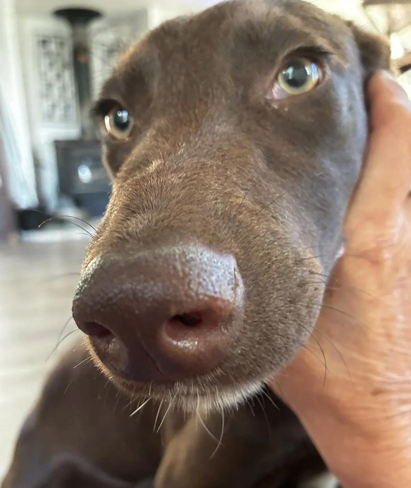 Enlarge Puppy Applejack, a ADOPTABLE mixed breed in Davis, CA image 6/6