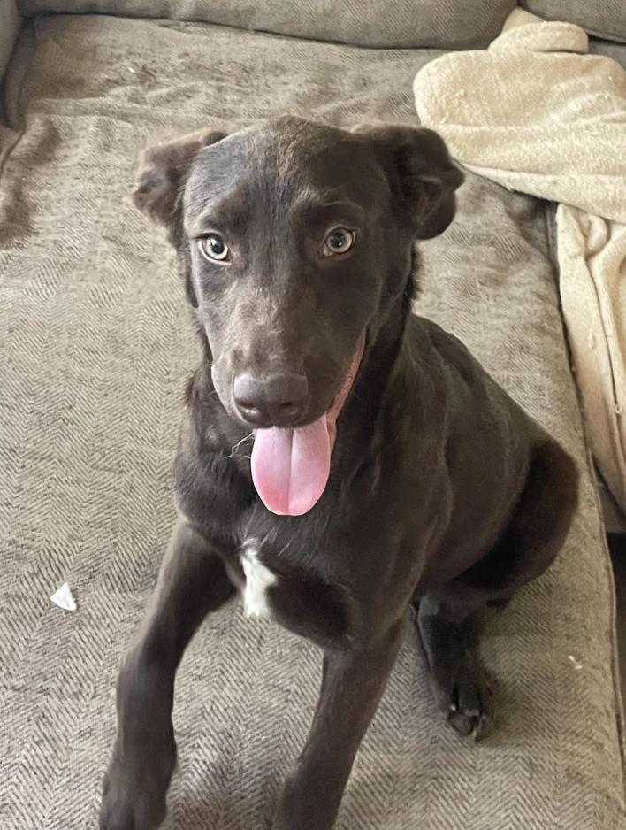 Puppy Applejack, ADOPTABLE, Puppy Female Chocolate Labrador Retriever & Shepherd.