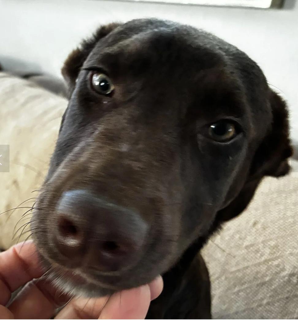 Enlarge Puppy Applejack, a ADOPTABLE mixed breed in Davis, CA image 1/6