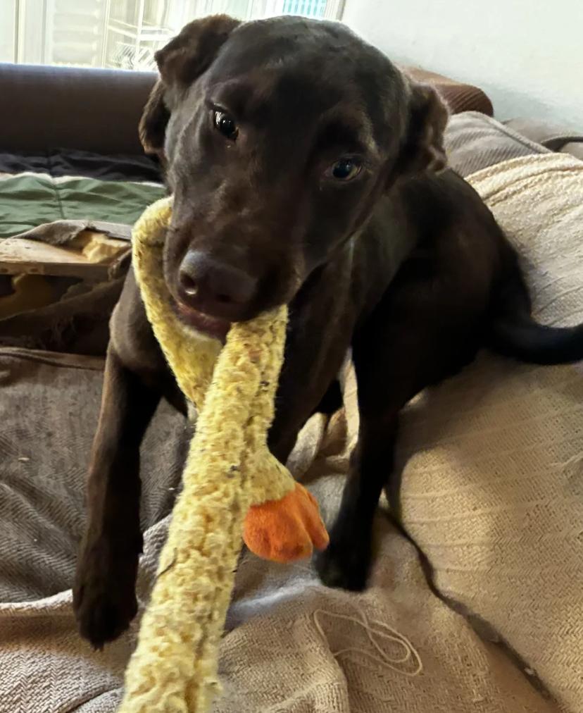 Enlarge Puppy Applejack, a ADOPTABLE mixed breed in Davis, CA image 3/6