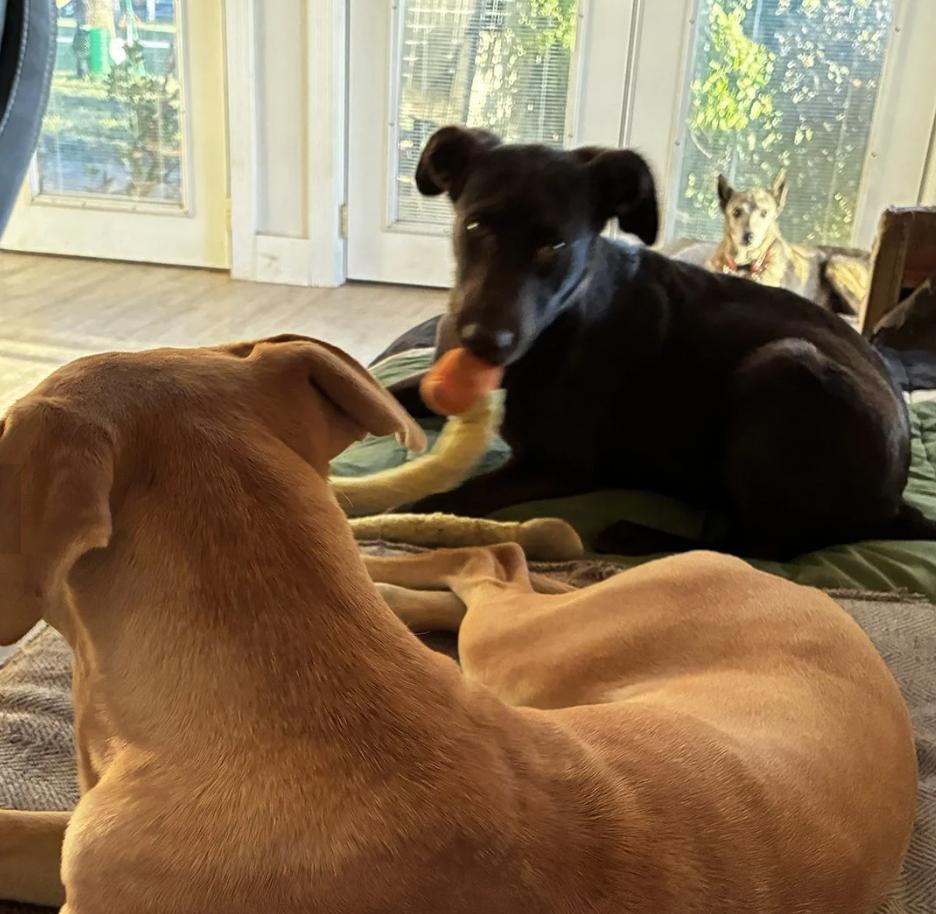 Enlarge Puppy Applejack, a ADOPTABLE mixed breed in Davis, CA image 5/6