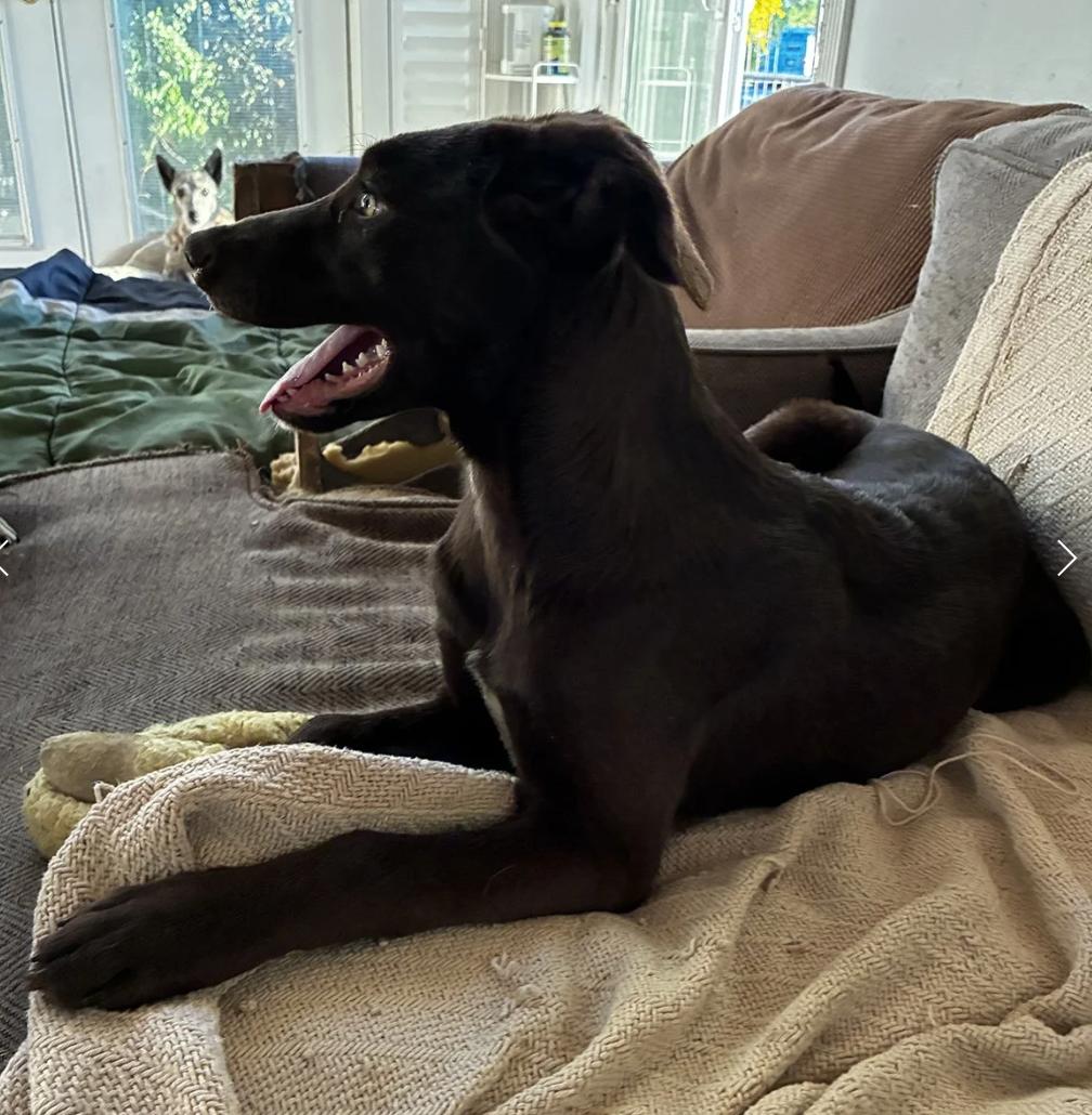 Enlarge Puppy Applejack, a ADOPTABLE mixed breed in Davis, CA image 2/6