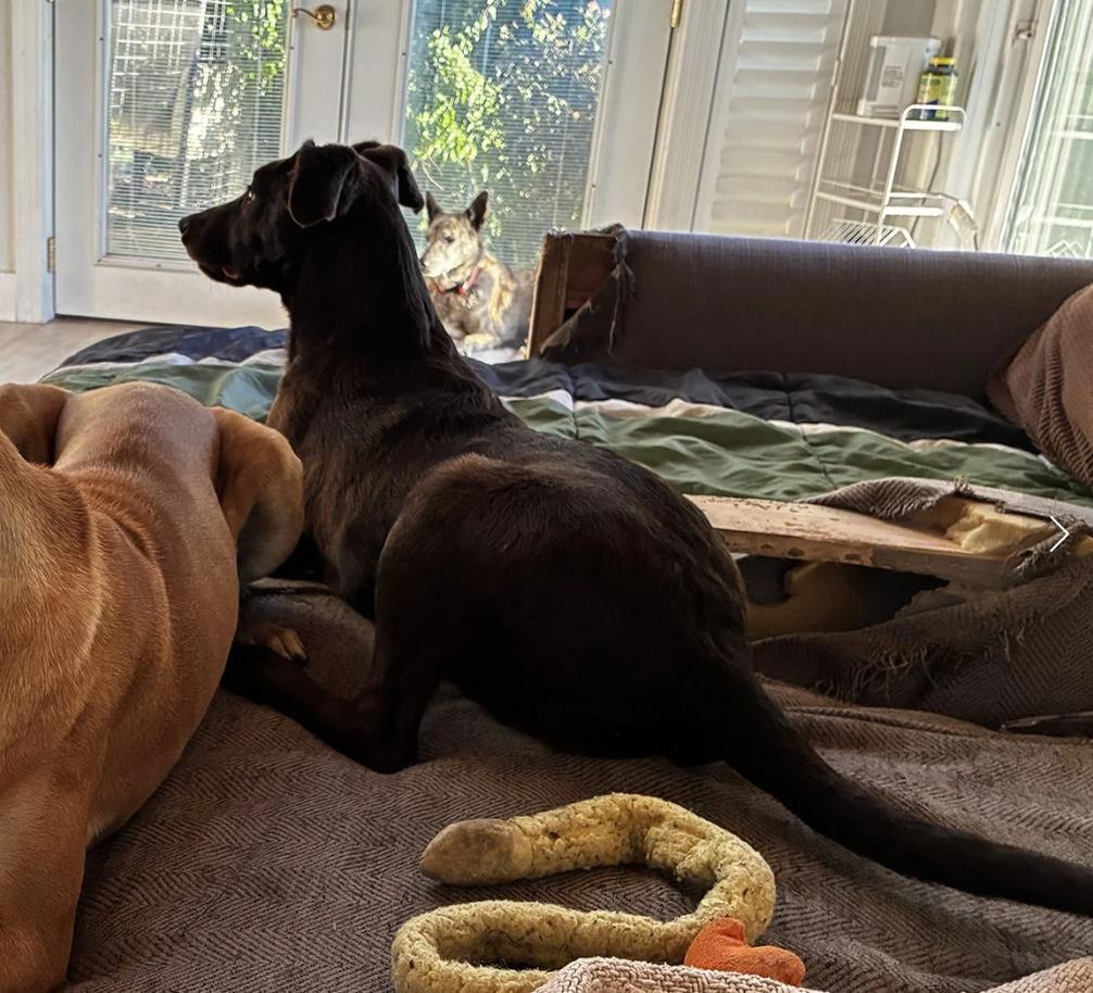 Enlarge Puppy Applejack, a ADOPTABLE mixed breed in Davis, CA image 4/6