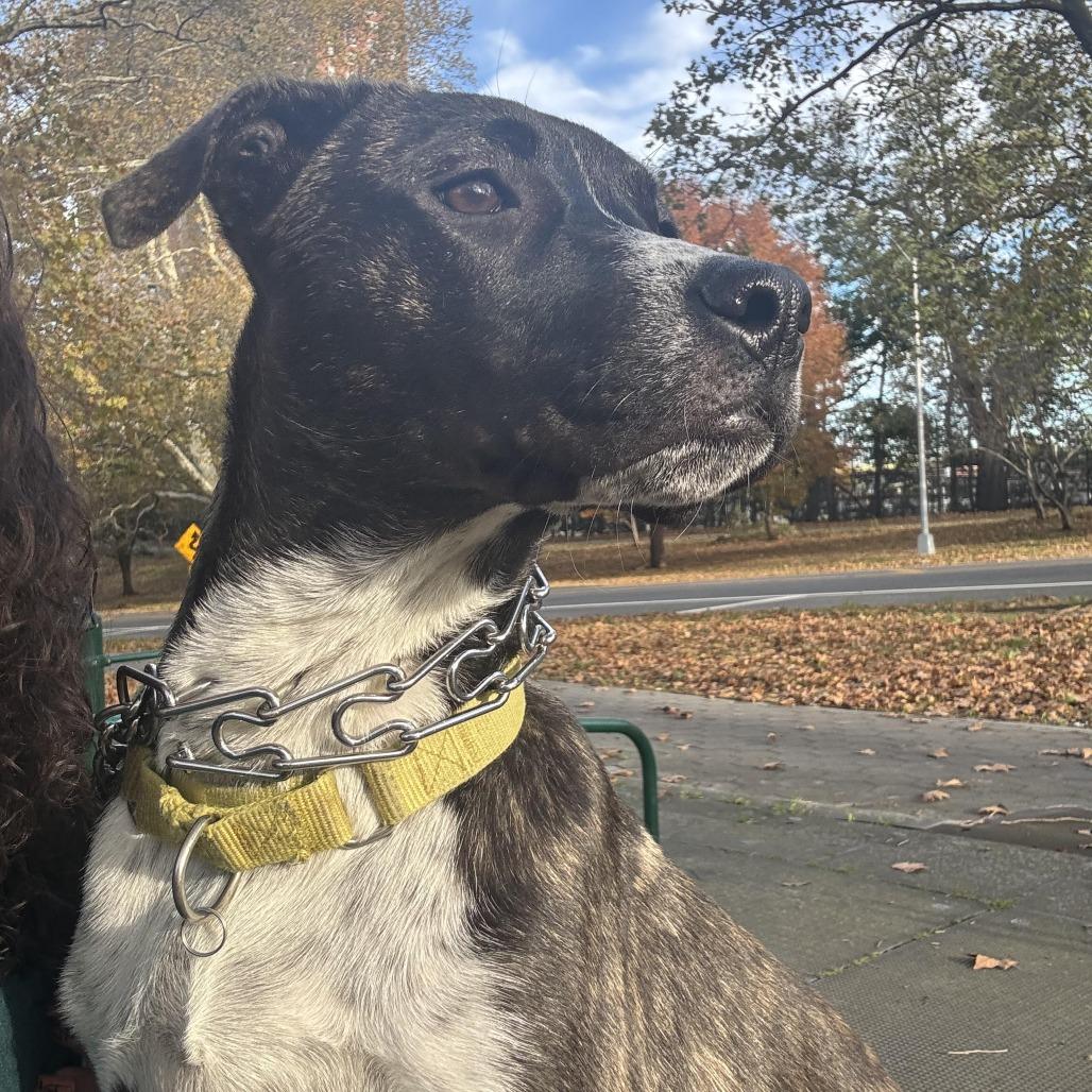 Pink Too Much, a Adoptable Mixed Breed in Staten Island, NY image 1/6