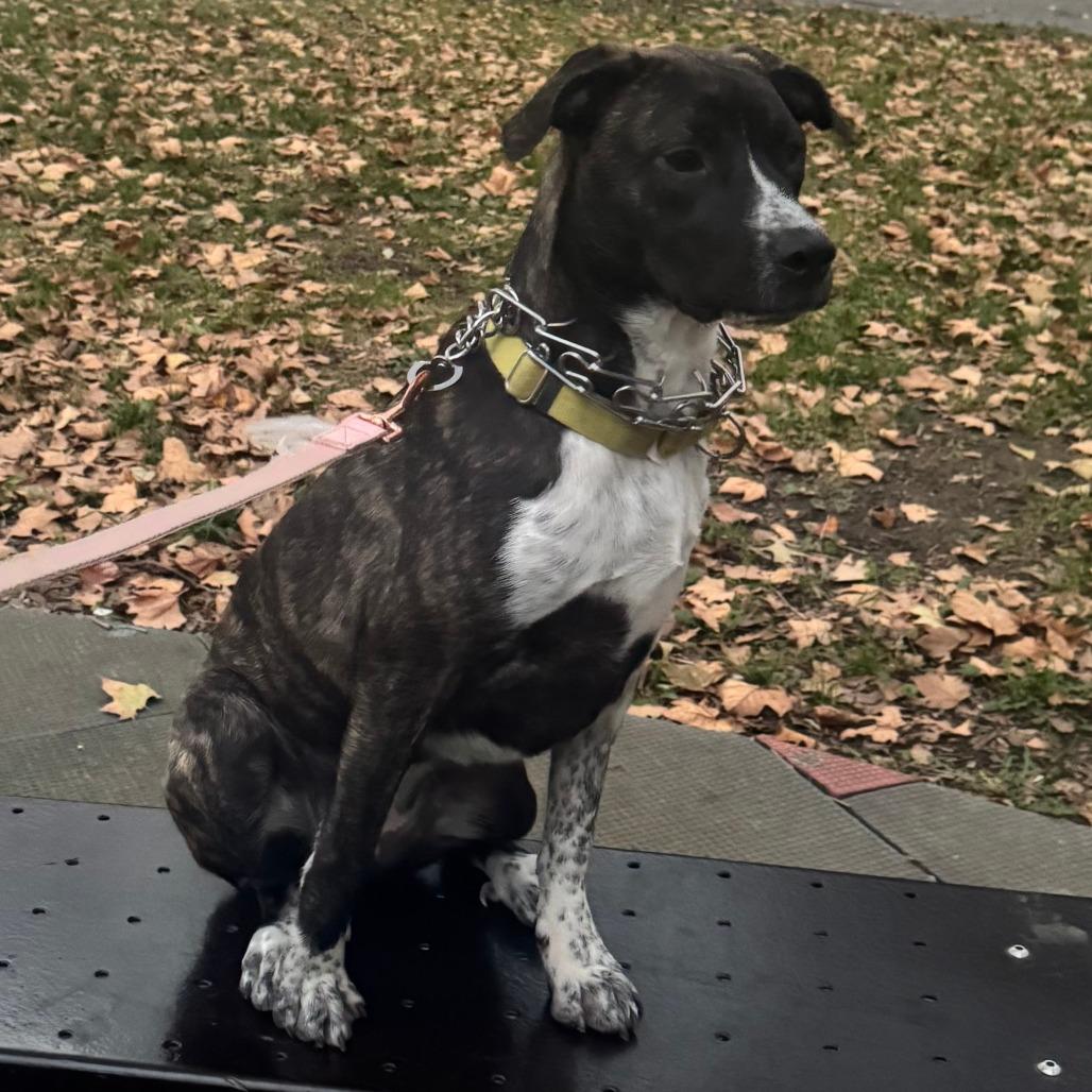 Pink Too Much, a Adoptable Mixed Breed in Staten Island, NY image 2/6