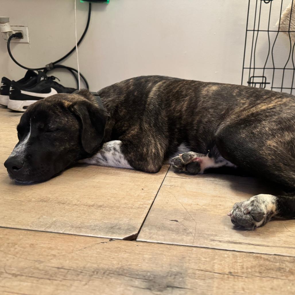 Pink Too Much, a Adoptable Mixed Breed in Staten Island, NY image 3/6