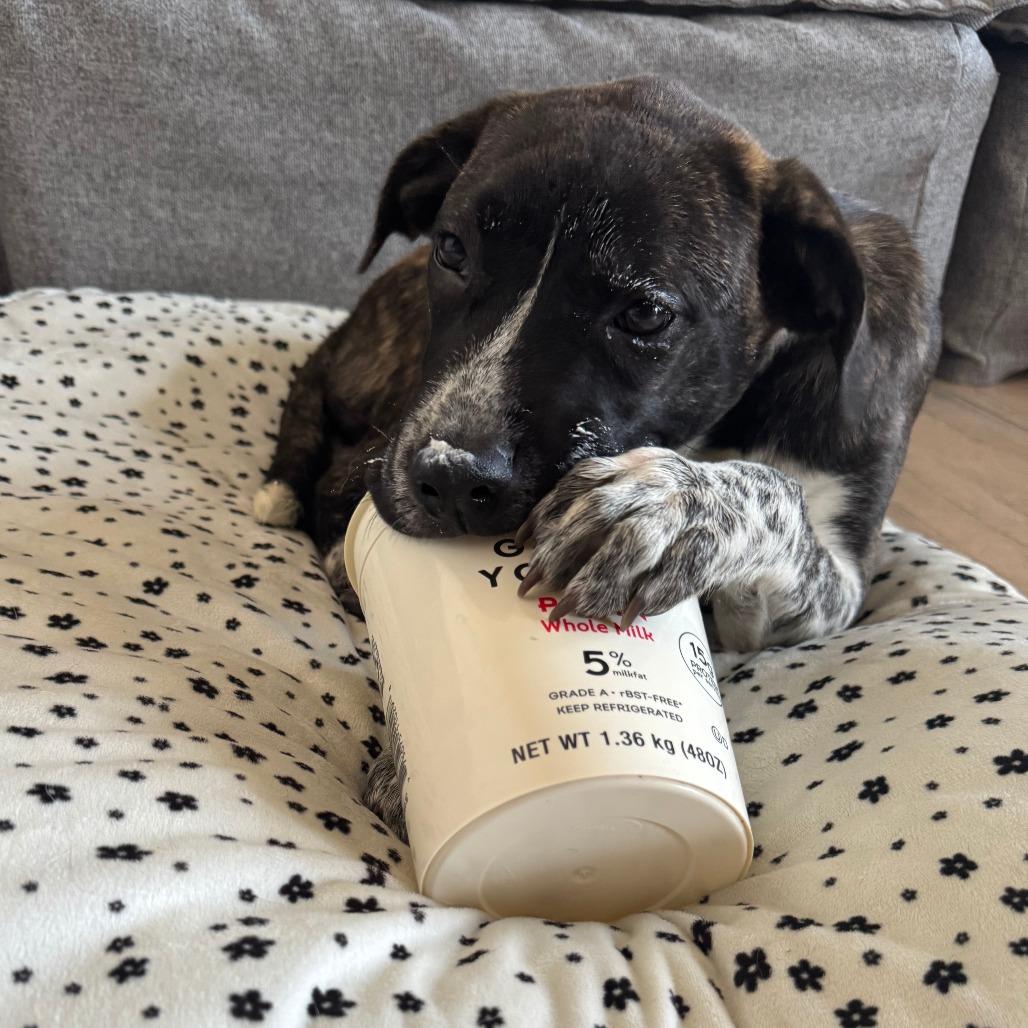 Pink Too Much, a Adoptable Mixed Breed in Staten Island, NY image 4/6