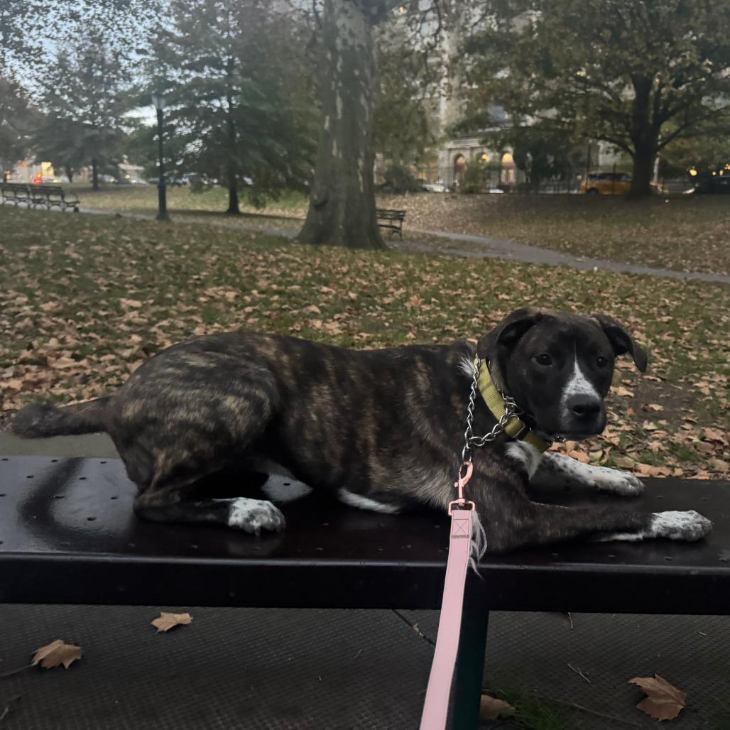 Pink Too Much, a Adoptable Mixed Breed in Staten Island, NY image 5/6