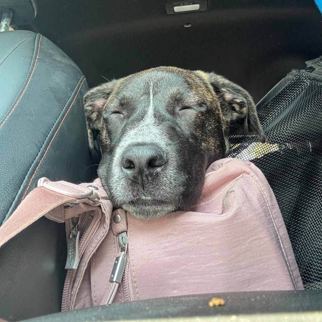 Pink Too Much, a Adoptable Mixed Breed in Staten Island, NY image 6/6