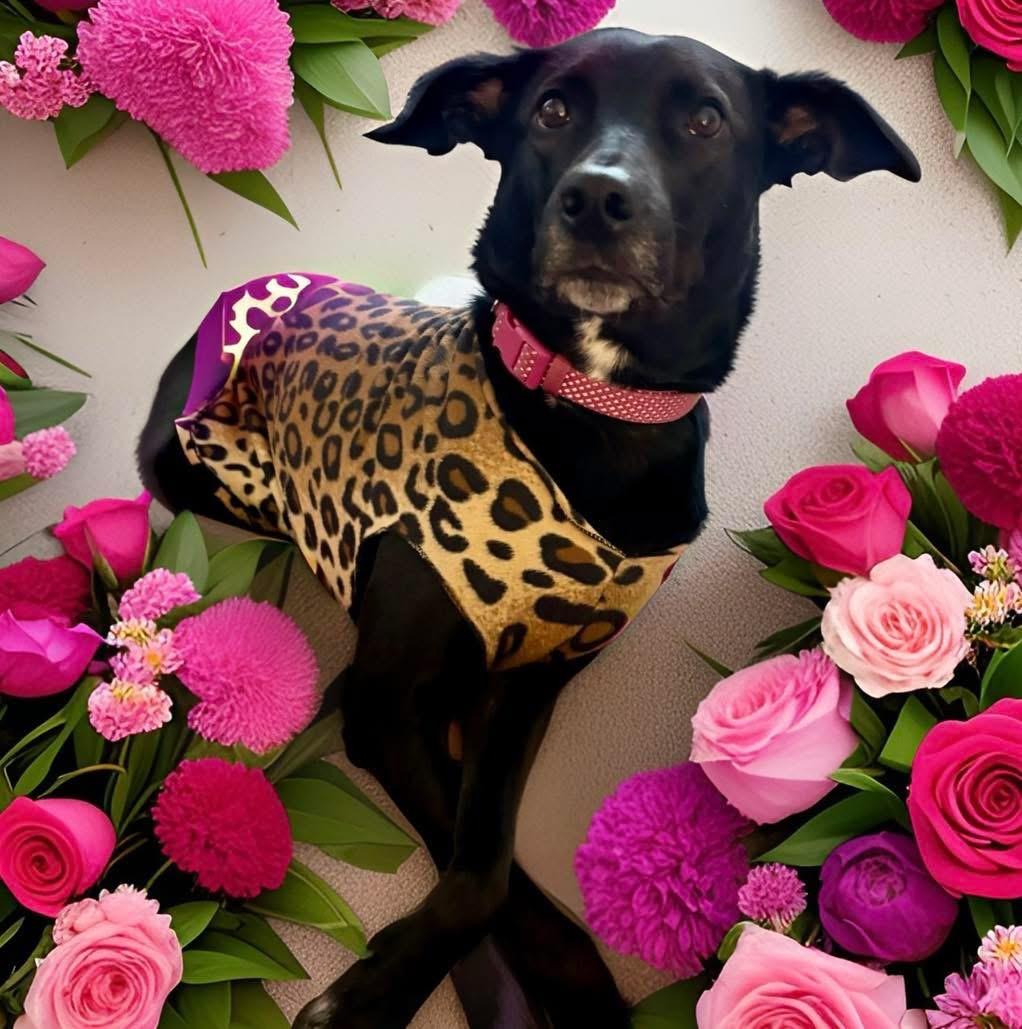 Enlarge Jasmine, an adoptable mixed breed in Mahopac, NY image 3/5