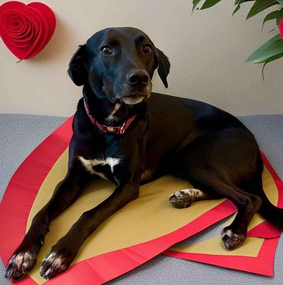 Enlarge Jasmine, an adoptable mixed breed in Mahopac, NY image 4/5