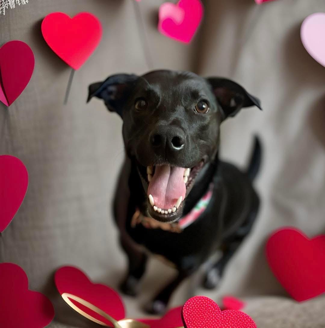 Enlarge Jasmine, an adoptable mixed breed in Mahopac, NY image 1/5