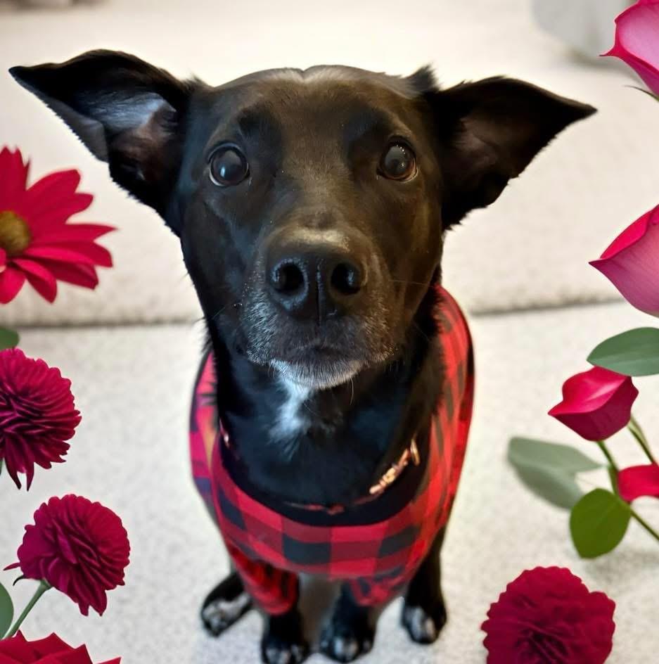 Enlarge Jasmine, an adoptable mixed breed in Mahopac, NY image 2/5