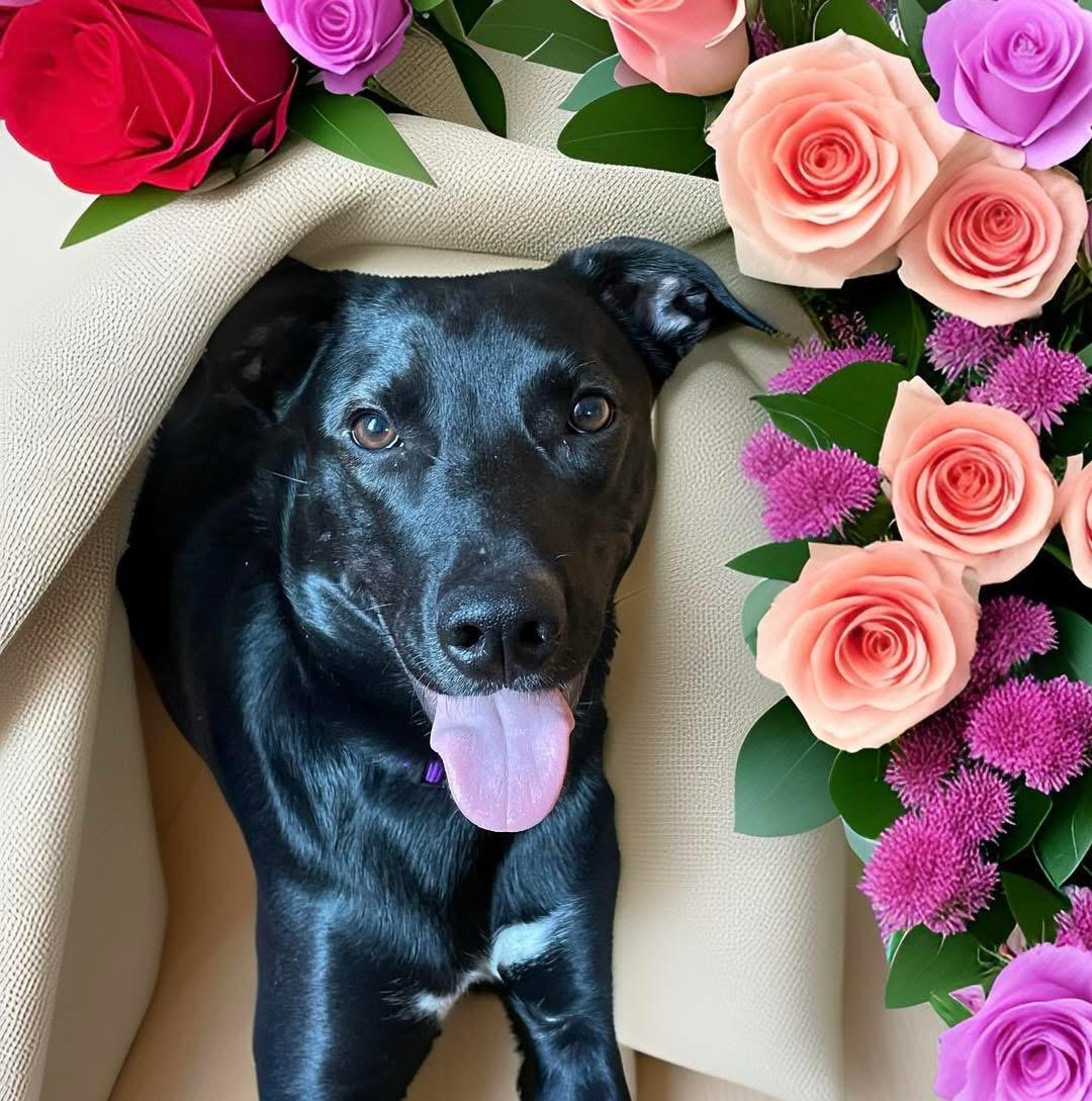 Enlarge Jasmine, an adoptable mixed breed in Mahopac, NY image 5/5