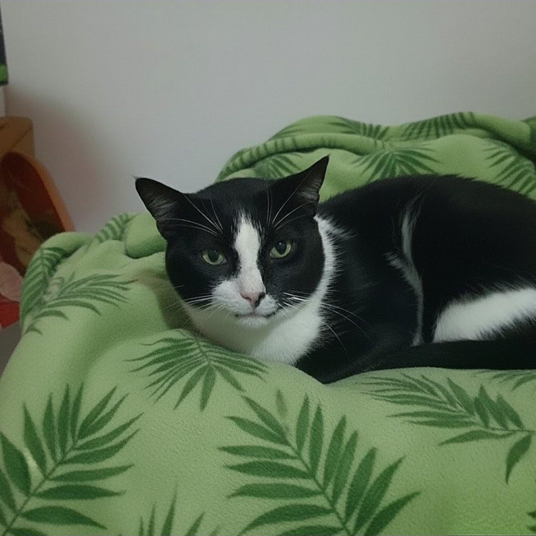 Enlarge Win, an adopted Domestic Short Hair in Spartanburg, SC image 4/6