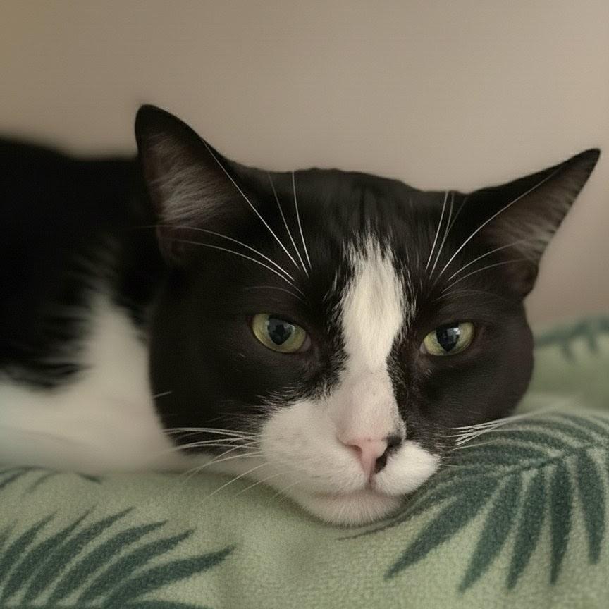 Enlarge Win, an adopted Domestic Short Hair in Spartanburg, SC image 1/6