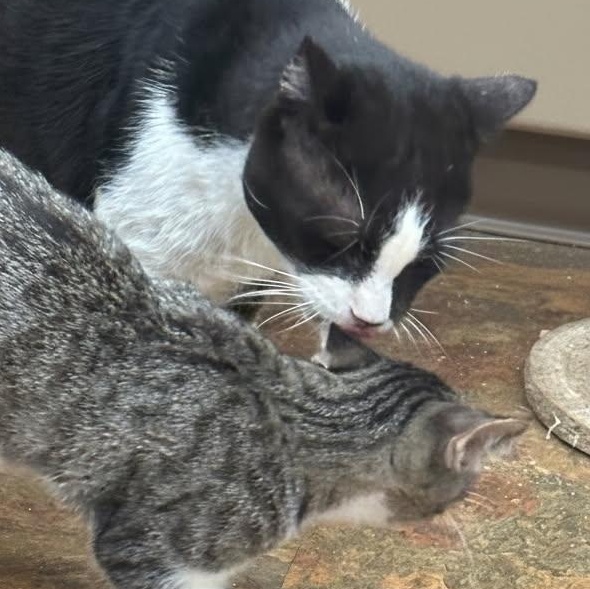 Enlarge Win, an adopted Domestic Short Hair in Spartanburg, SC image 3/6