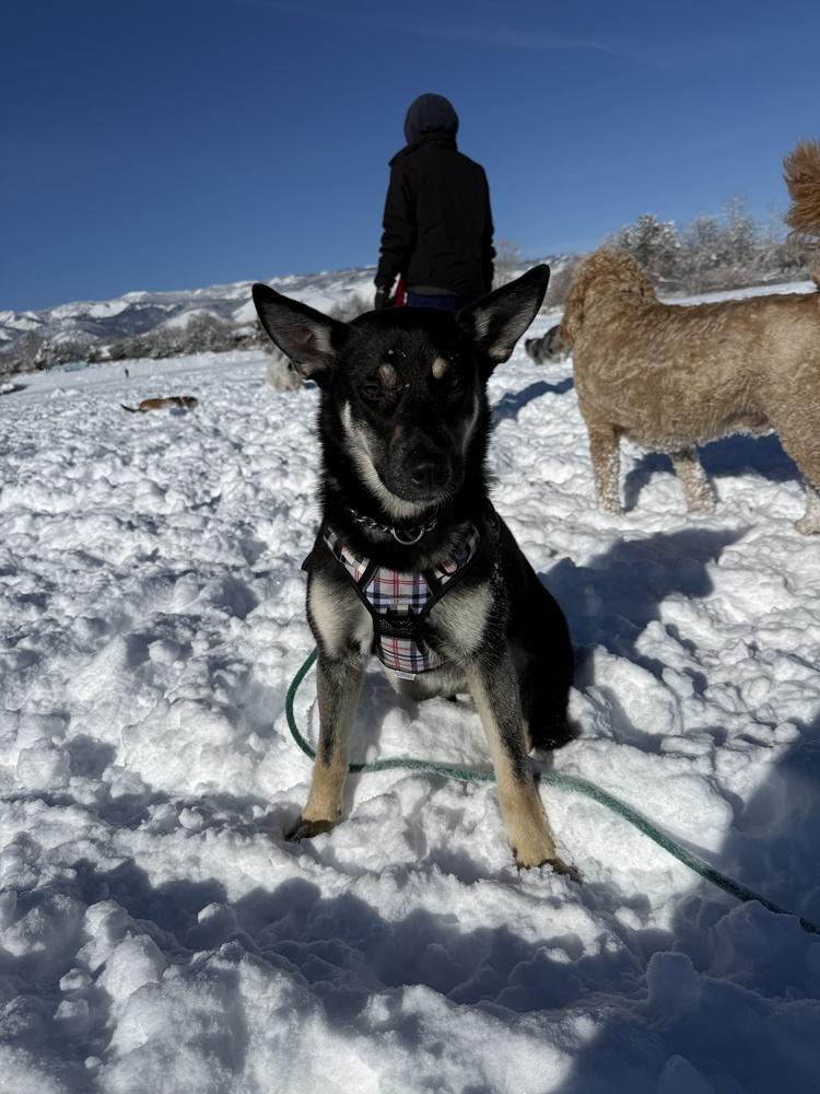 Nevada, Adoptable, Puppy Female German Shepherd Dog.