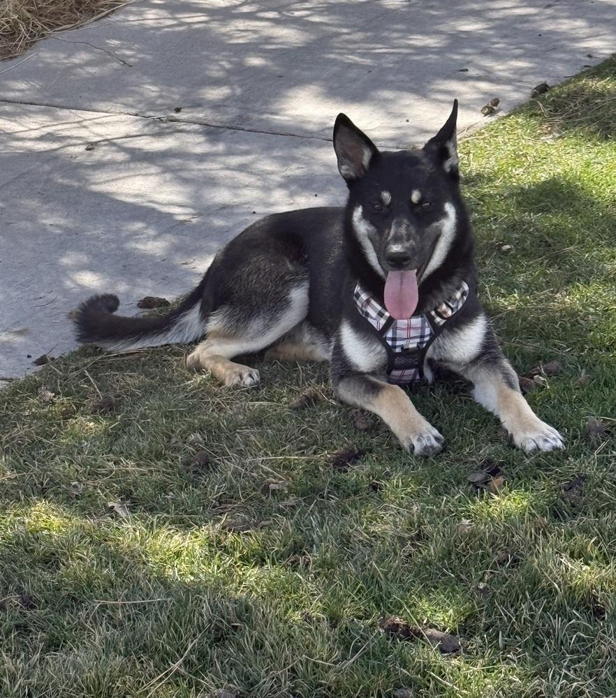 Enlarge Nevada, a Adoptable German Shepherd Dog in Pleasant Hill, CA image 2/5